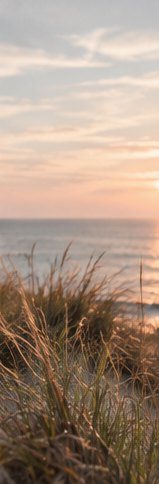 Helmgras op een duin bij zonsondergang